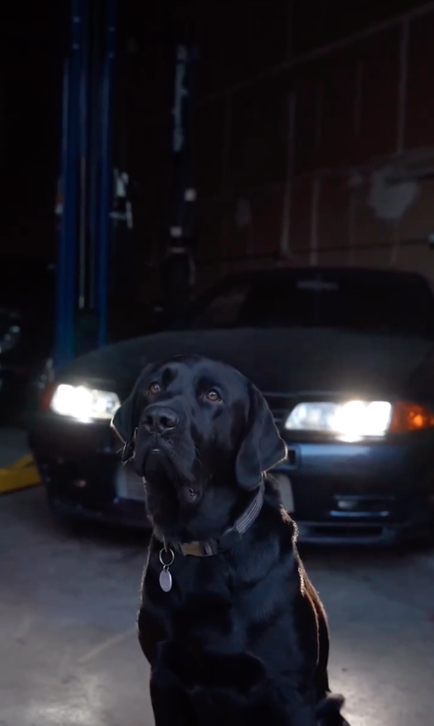 A dog in front of an R32